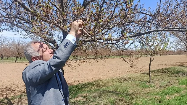 Malatya Ziraat Odası Başkanı Fevzi Çiçek: Rekolteyi etkileyecek