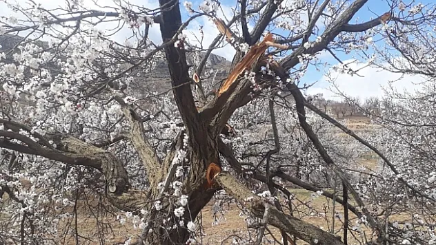 Malatya'da kimliği belirsiz kişiler kayısı ağaçlarına zarar verdi  