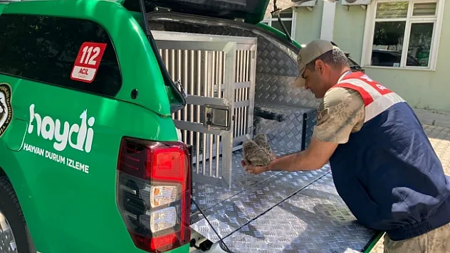 Jandarma'dan kuş şefkati