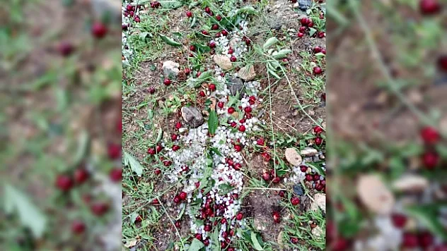 Malatya'da sağanak ve dolu meyvelere zarar verdi