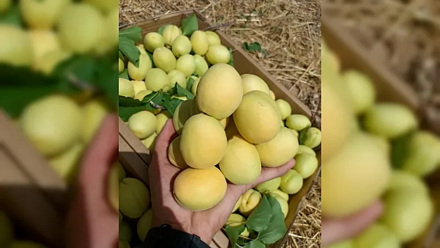 Malatya'nın turfanda kayısısı pazarda