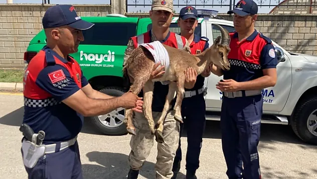 Yaralı dağ keçilerine jandarma şefkati
