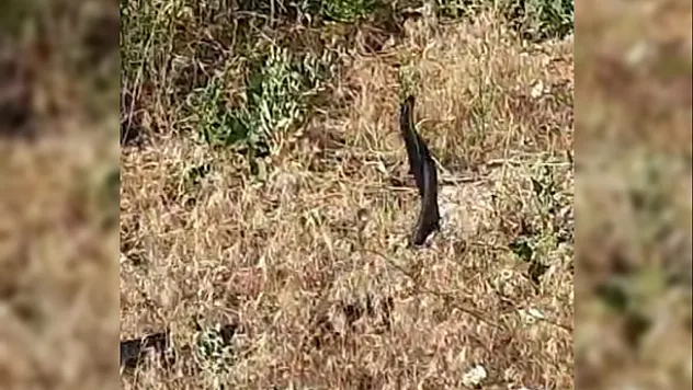 Yılanların dansı kameraya yansıdı