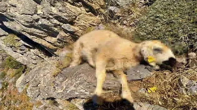 Malatya'da kurtlar 18 koyunu telef etti