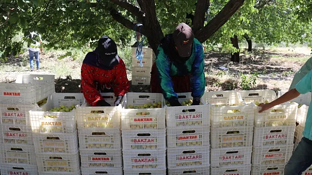 Mevsimlik tarım işçilerinin zorlu mesaisi