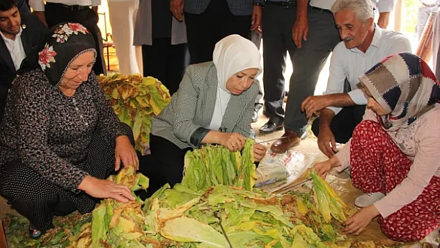 AK Partili Çalık: Tütün üreticisinin dün olduğu gibi bugün de yanındayız
