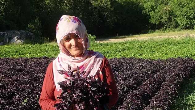 Mor reyhanda hasat zamanı