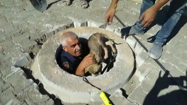 Kuyuya düşen yavru köpek kurtarıldı