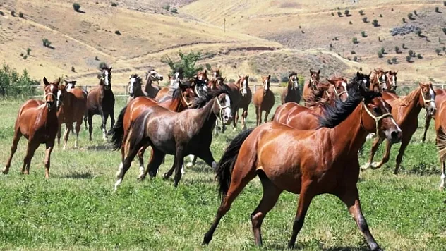 Akatahan adlı tay 2 milyona satıldı