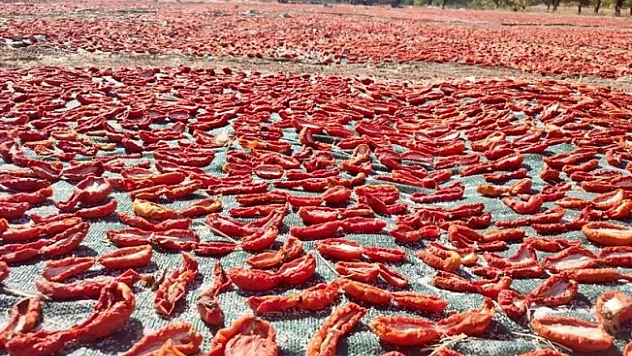 Kurutmalık domates daha da yaygınlaştırılacak