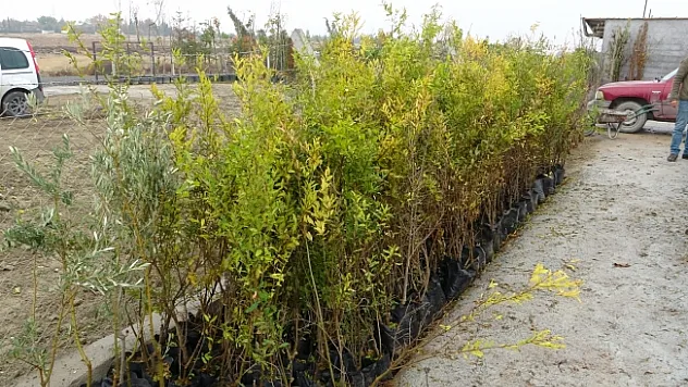 Malatya'da meyve fidanı atağı
