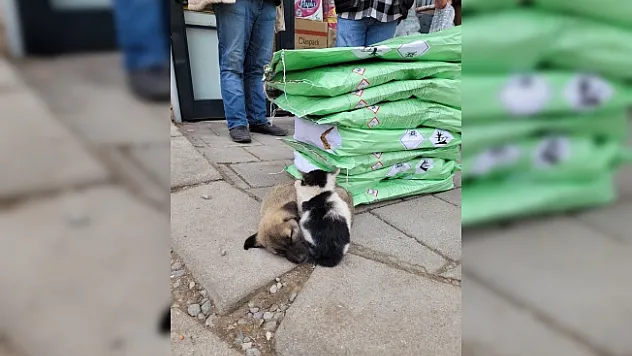 Soğuktan üşüyen kedi ile köpeğin dayanışması yürekleri ısıttı