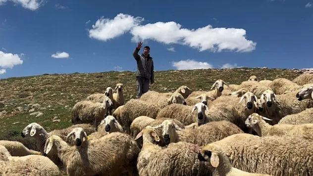 Kaybolan hayvanları dron ile buldular