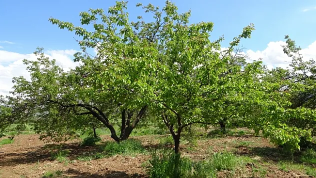 Kayısı düşük rekolte tehlikesiyle karşı karşıya