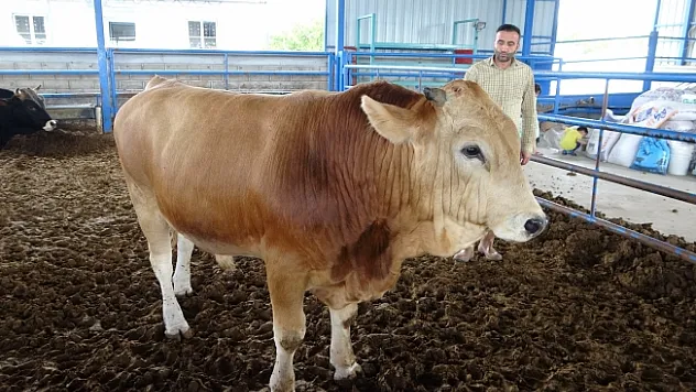Malatya'nın 1 tonluk 'Paşası' rekor fiyata satıldı