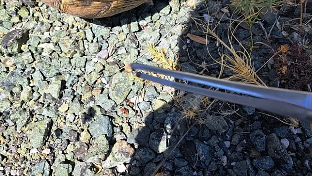 Kenelerin yapıştığı kaplumbağayı kurtardı