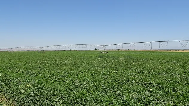 Sultansuyu'nda karpuz ve kavun hasadı için gün sayılıyor