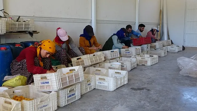 Mevsimlik tarım işçilerinin kayısı mesaisi sürüyor