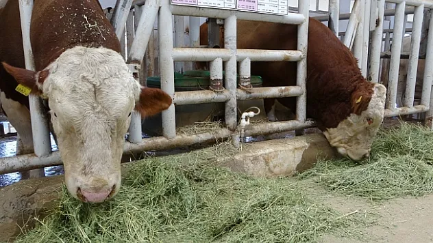 Malatya'da üretilen boğa spermaları dünyaya ihraç edilecek