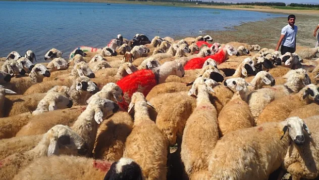 Malatya'da koç katım şenliği düzenlendi