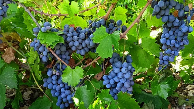 Tescilli köhnü üzümünde hasat başladı