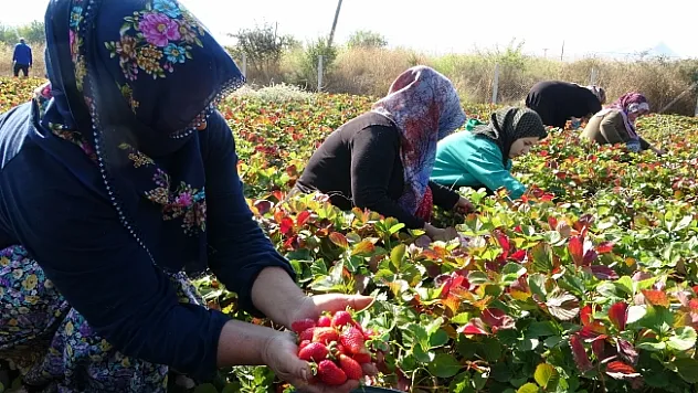 Kilosu 50 lira, siparişlere yetişemiyorlar