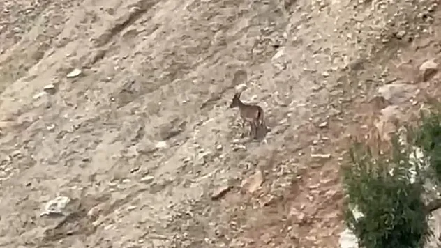 Malatya'da yaban keçileri sürü halinde görüntülendi