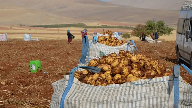 Malatya'da patates hasadı başladı