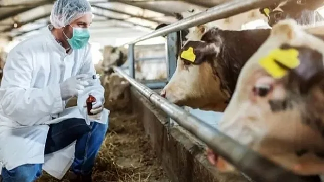 Bakan açıkladı! Şap hastalığı aşı sayısı artırıldı!