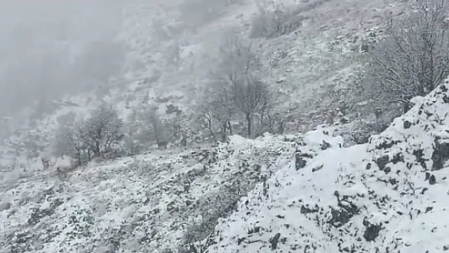 Karlı dağlarda yem ararken görüntülendiler