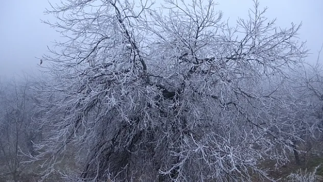 Malatya'da kırağı ağaçları ve bitkileri beyaza bürüdü