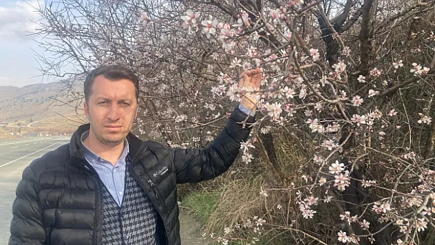 Korkulan oldu! Malatya'da badem ağaçları çiçek açtı