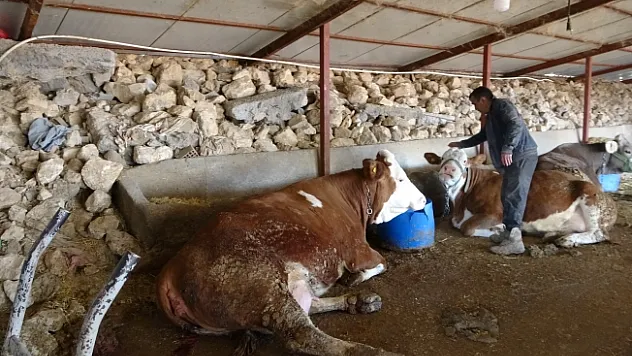 Depremzede hayvan yetiştiricileri üretimlerini sürdürüyor
