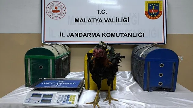 Malatya'da horoz dövüştürenlere ceza yağdı