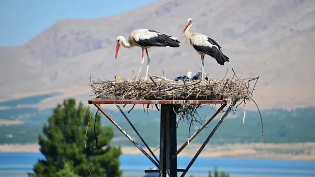 Leylekler Kale ilçesini mekan tuttu