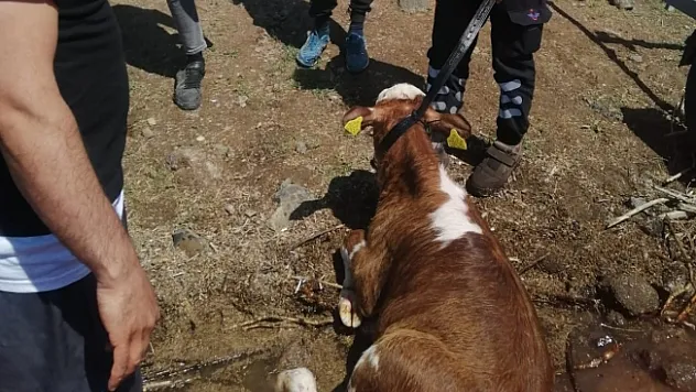 Sahibinin elinden kaçan buzağı baraja düştü!