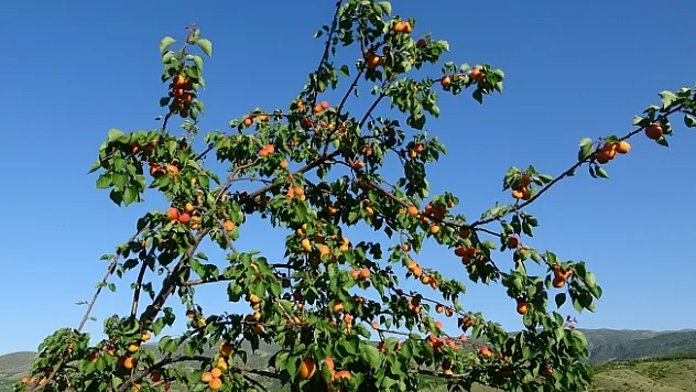Erkenci kayısıda hasat zamanı
