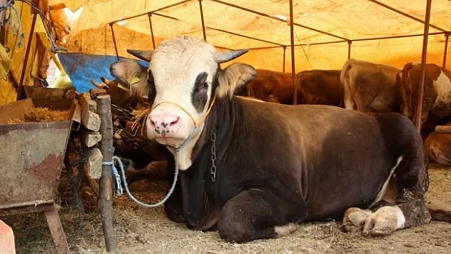 Malatya'da büyükbaş kurbanlık fiyatları açıklandı