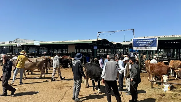 Bayramın ilk gününde kurban pazarında hareketlilik