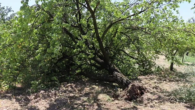 Malatya'da kayısı hasadı için gün sayan çiftçilere fırtına şoku