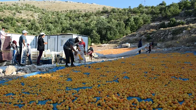 Mevsimlik tarım işçilerinin zorlu kayısı mesaisi