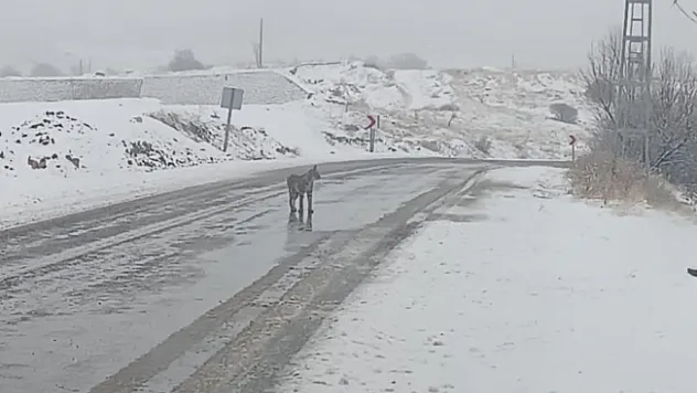 Malatya'da nesli tükenmekte olan vaşak görüldü