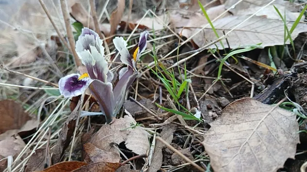 Pütürge'de nevruz ve badem ağaçları çiçek açtı