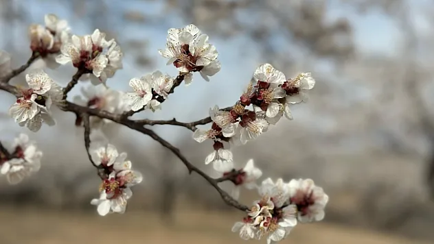 Çiftçilerin dikkatine! Malatya Valiliği'nden kritik uyarı!