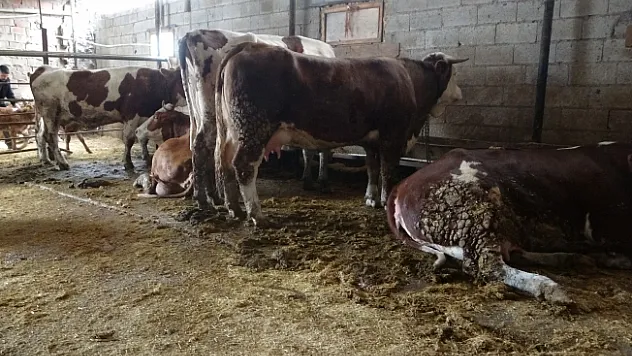 Ahırda dehşet: Onlarca büyükbaş hayvan akıma kapıldı, telef oldu