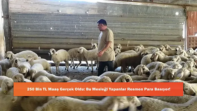 250 Bin TL Maaş Gerçek Oldu: Bu Mesleği Yapanlar Resmen Para Basıyor!