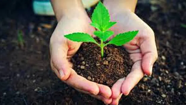 81 İlde Milyonlarca Fidan Toprakla Buluşuyor