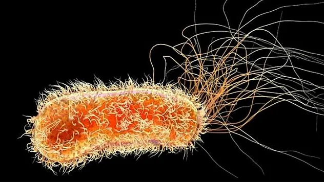 Almanya'da E. Coli Alarmı: Salgın 2 Can Aldı, En Çok Çocuklar Risk Altında