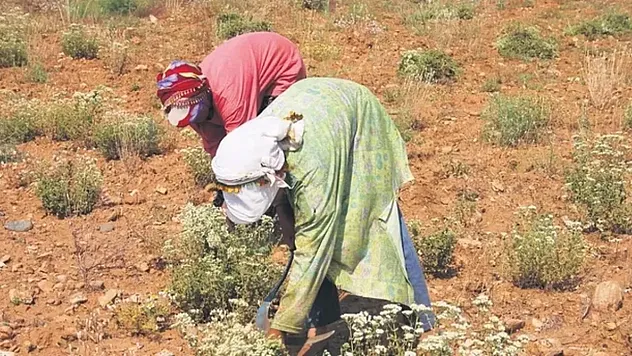 Altın ve Dolara Alternatif Olarak Nadir Bitkiler Yatırım Dünyasında Dikkat Çekiyor