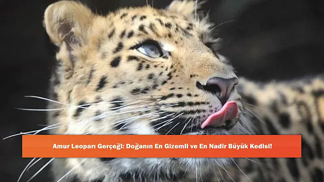 Amur Leoparı Gerçeği: Doğanın En Gizemli ve En Nadir Büyük Kedisi!